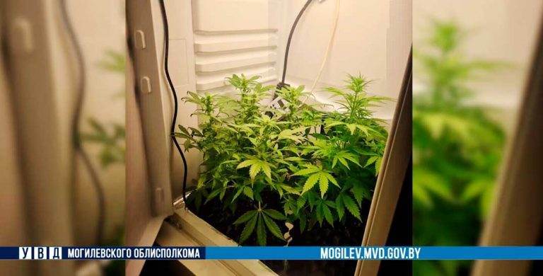 Оборудование Для Выращивания Марихуаны | GanjaSeeds Россия