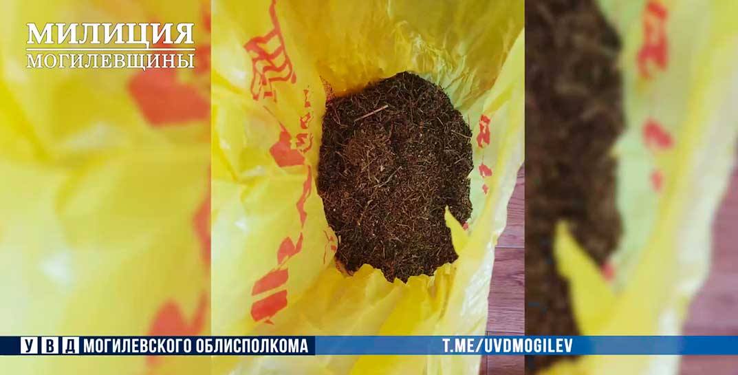 Семейная пара из Бобруйска хранила дома полкило марихуаны. Супруги задержаны