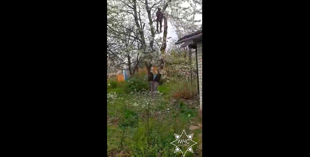 В Щучинском районе мужчину, который пилил ветку на дереве, зажало страховочным тросом. Это засняла на видео его жена