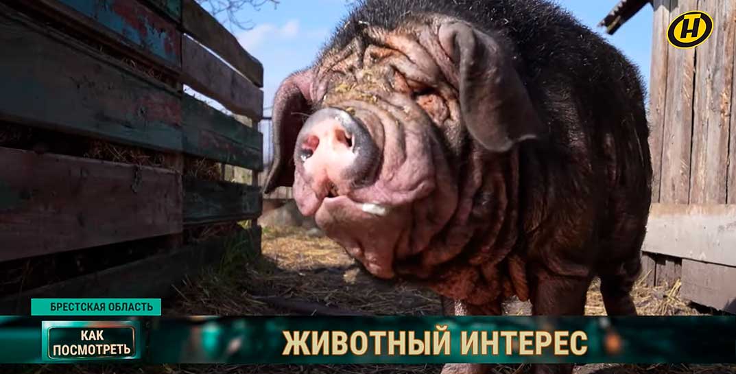 «Не делю животных на друзей и еду» — белорус строит ферму для сельхозживотных, которые «отслужили» свое и стали не нужны
