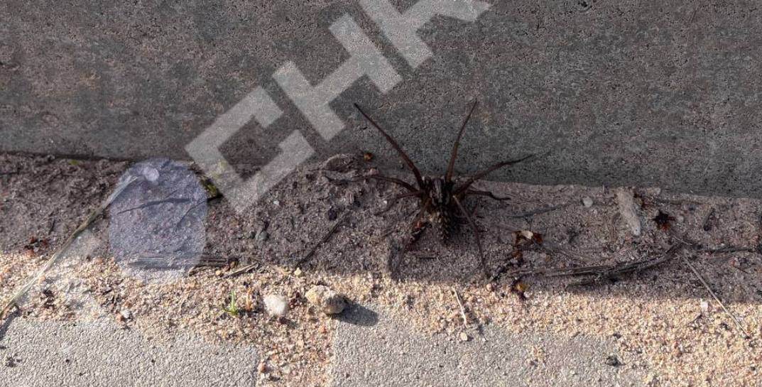 Природа настолько очистилась? В Могилеве на улице заметили огромного паука