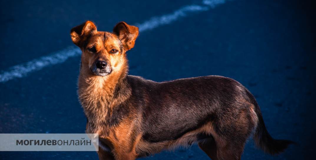 В Могилеве собака покусала мальчика — его мать потребовала с хозяина животного 3 тысячи рублей компенсации морального вреда. Что решил суд?