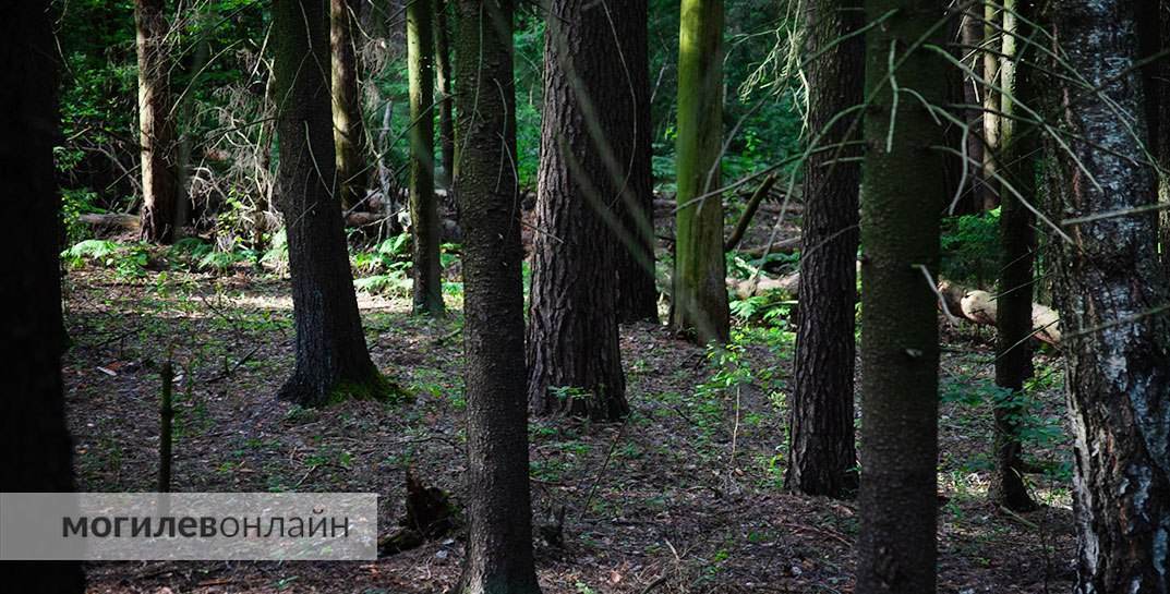 Почти на всей территории Могилевской области введены ограничения на посещение лесов