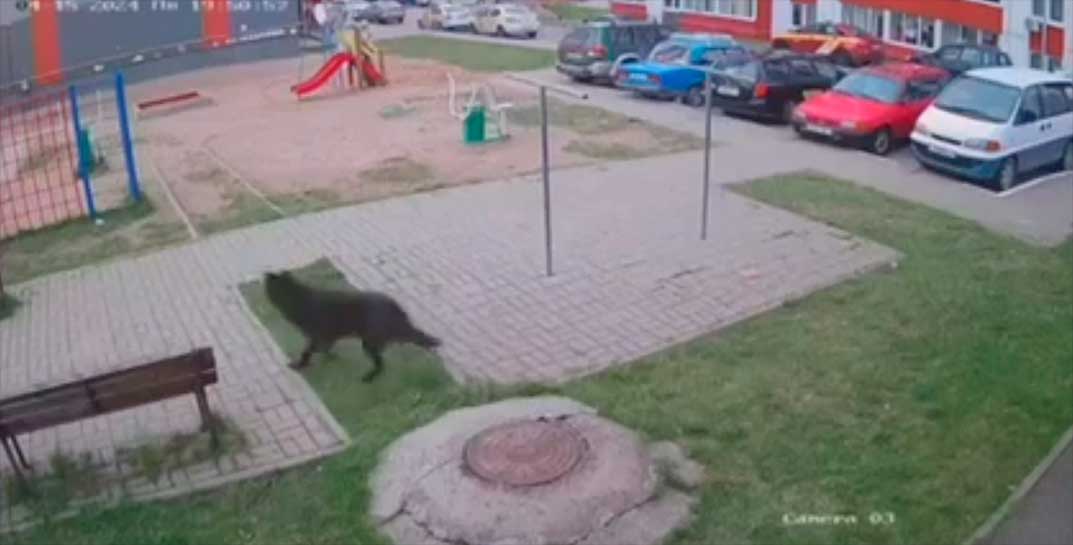 В Витебске чуть ли не чрезвычайное положение: по городу бегает… волк. На видео он пробегает по детской площадке, где ребенок скатывается с горки