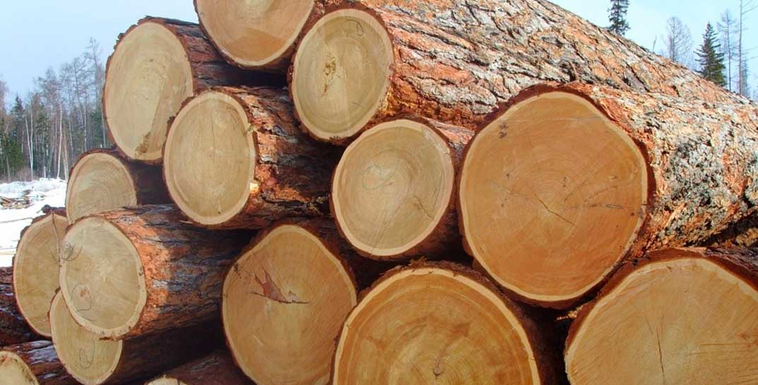 Белорусов начали штрафовать за… неправильное использование древесины