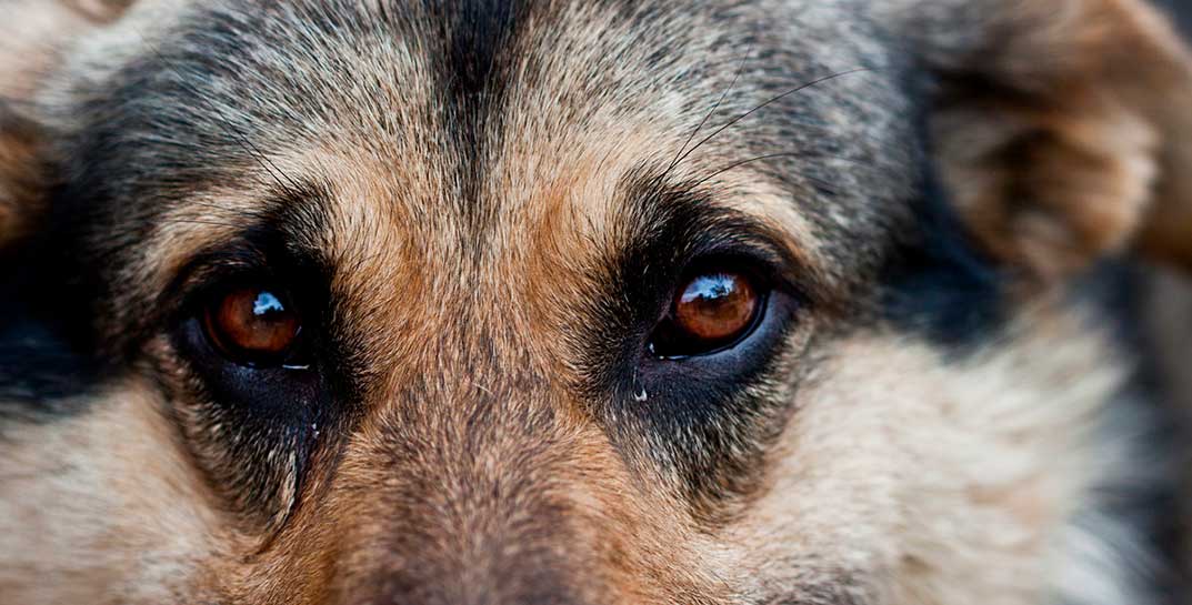 В Борисове пьяный отморозок отрезал собаке уши