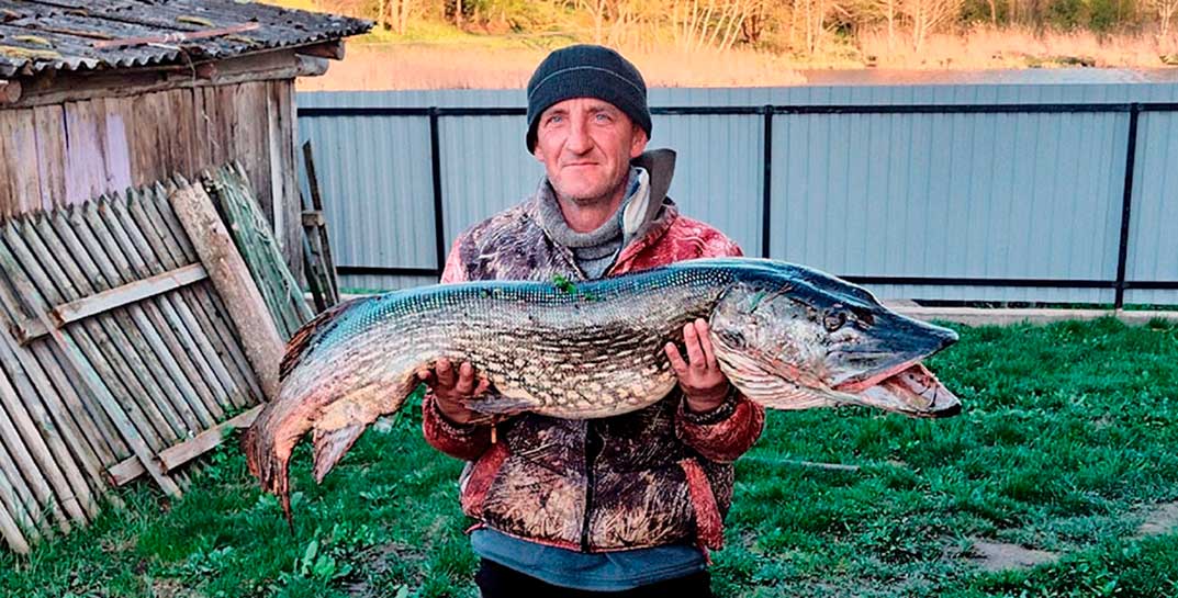 Фотофакт: белорусский рыбак поймал щуку размером с крокодила