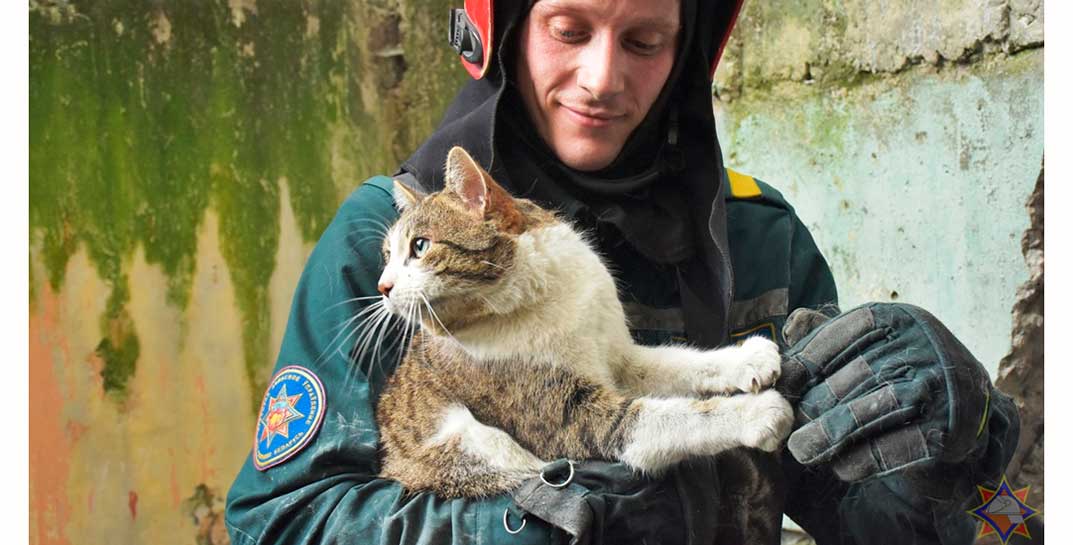 В Бресте котофей застрял между бетонными плитами — пришлось ломать стену