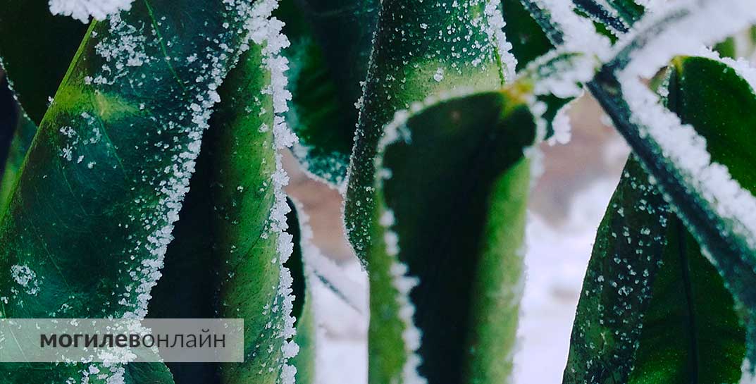 Серьезный мороз в апреле — на завтра в Беларуси объявлен оранжевый уровень опасности из-за похолодания ночью