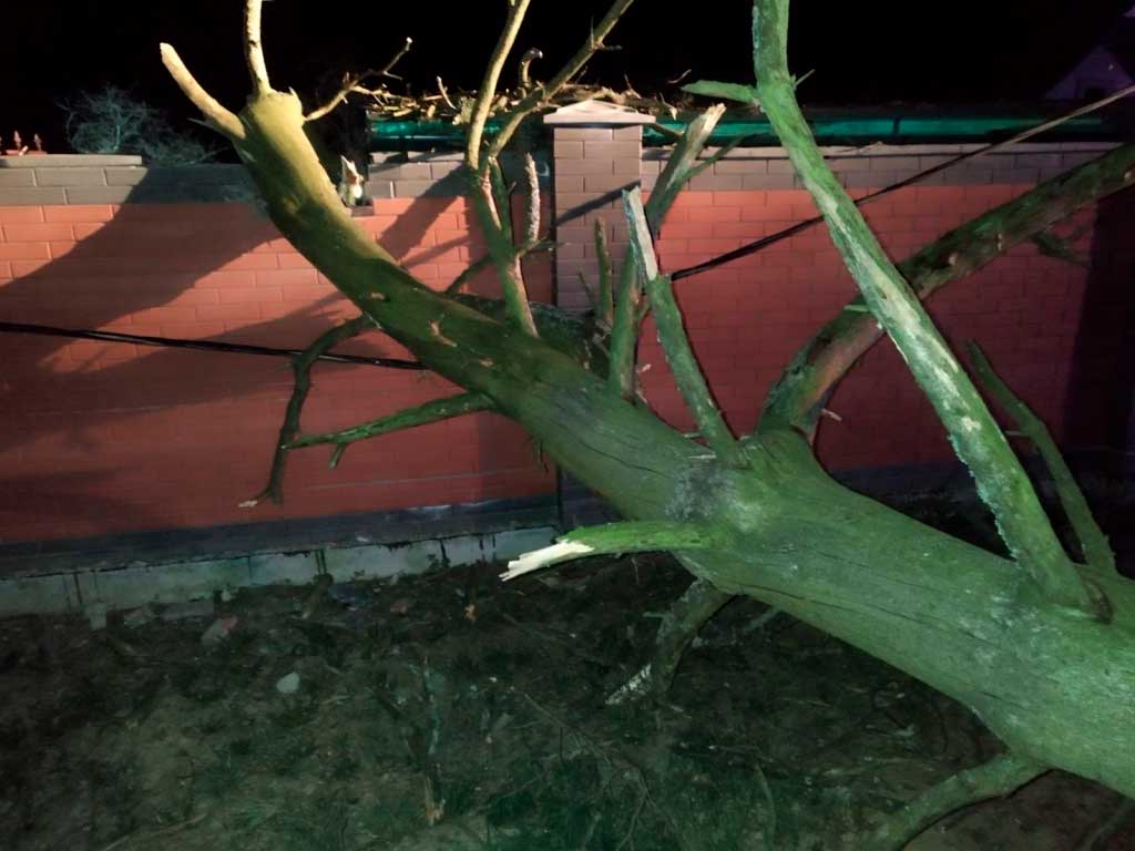 Упавшие деревья, поврежденная крыша и автомобиль скорой помощи — в МЧС рассказали о последствиях непогоды в Могилевской области
