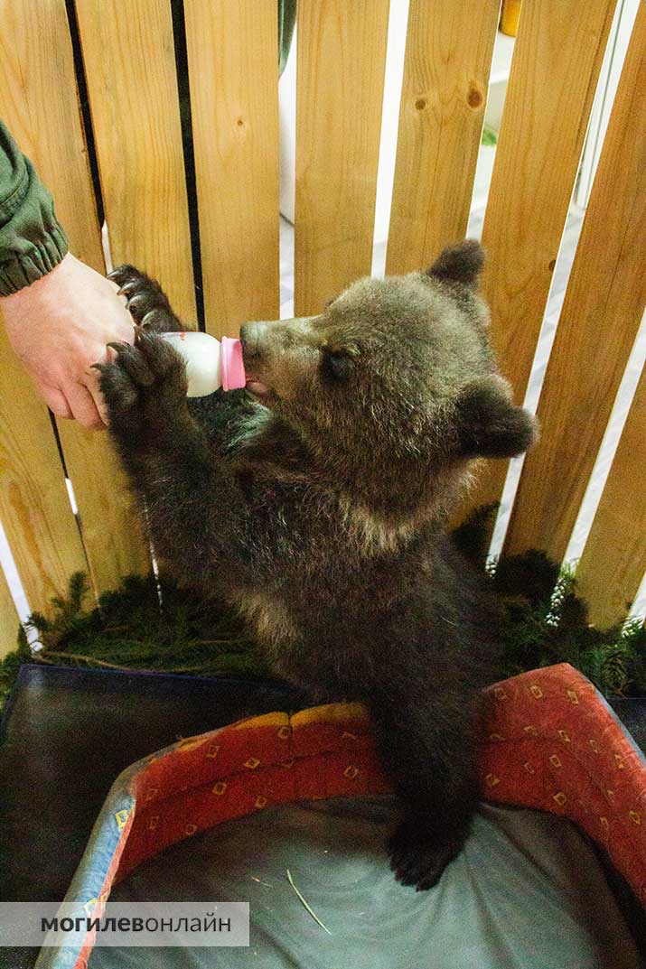 Проведали маленькую медведицу в Могилевском зоосаде — девчонка заметно подросла