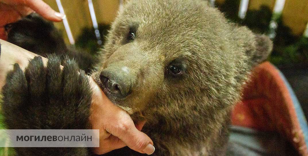 Проведали маленькую медведицу в Могилевском зоосаде — девчонка заметно подросла!