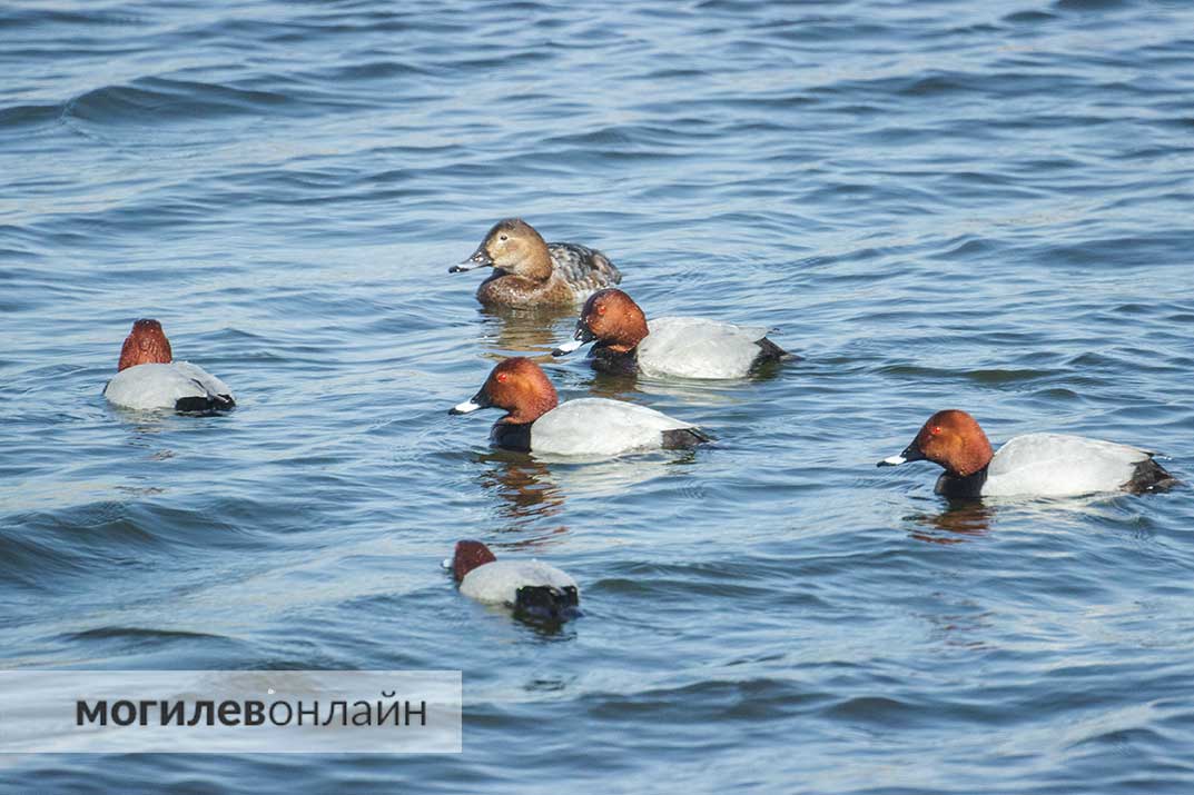 Знакомьтесь с новыми обитателями Святого озера — красноголовый нырок