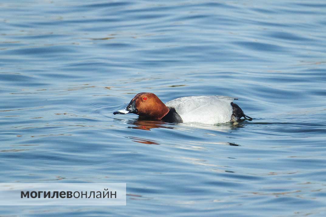 Знакомьтесь с новыми обитателями Святого озера — красноголовый нырок