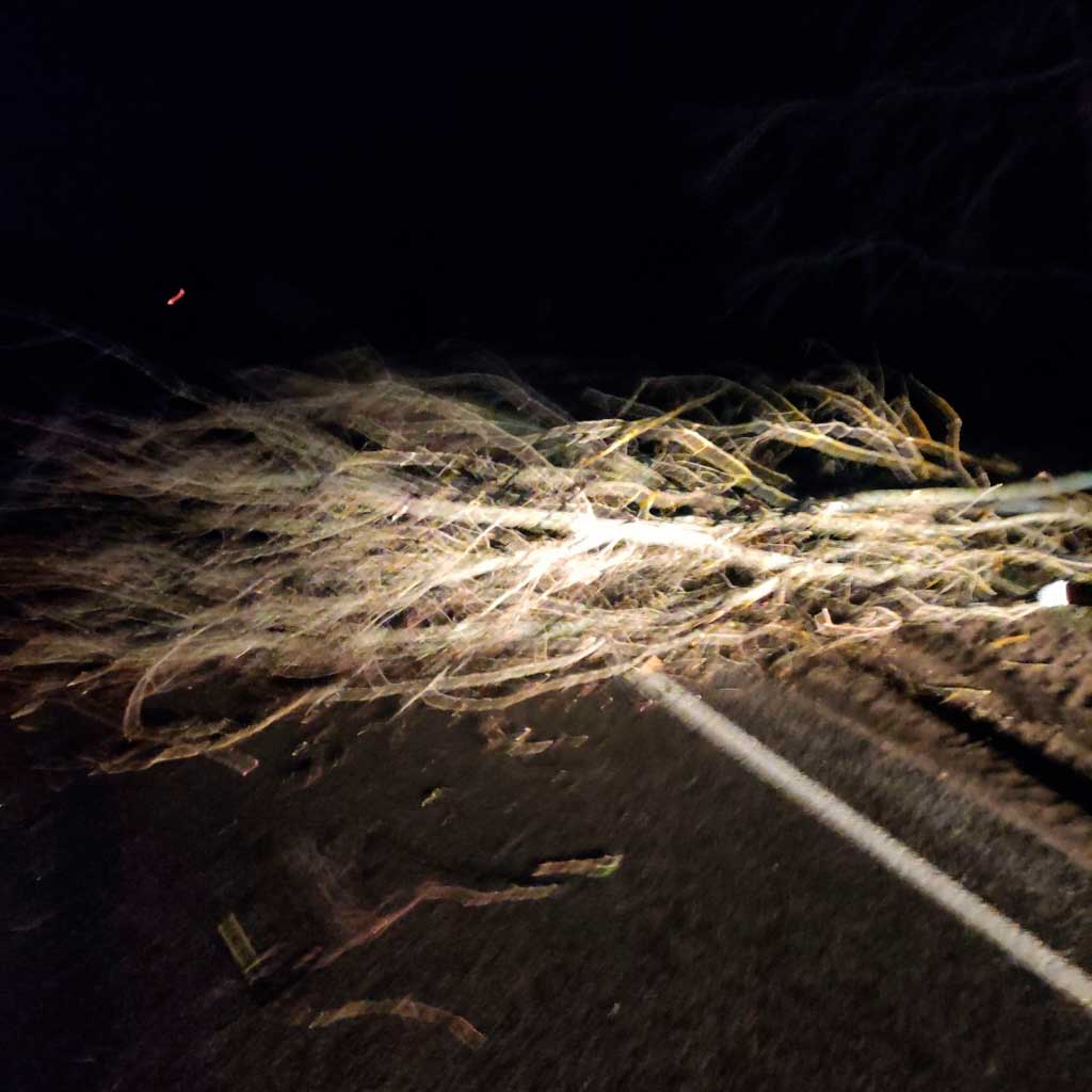 Упавшие деревья, поврежденная крыша и автомобиль скорой помощи — в МЧС рассказали о последствиях непогоды в Могилевской области