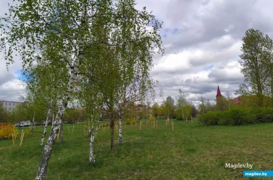 В парке возле Святого озера в Могилеве высаживают деревья и строят площадку для уличных тренажеров
