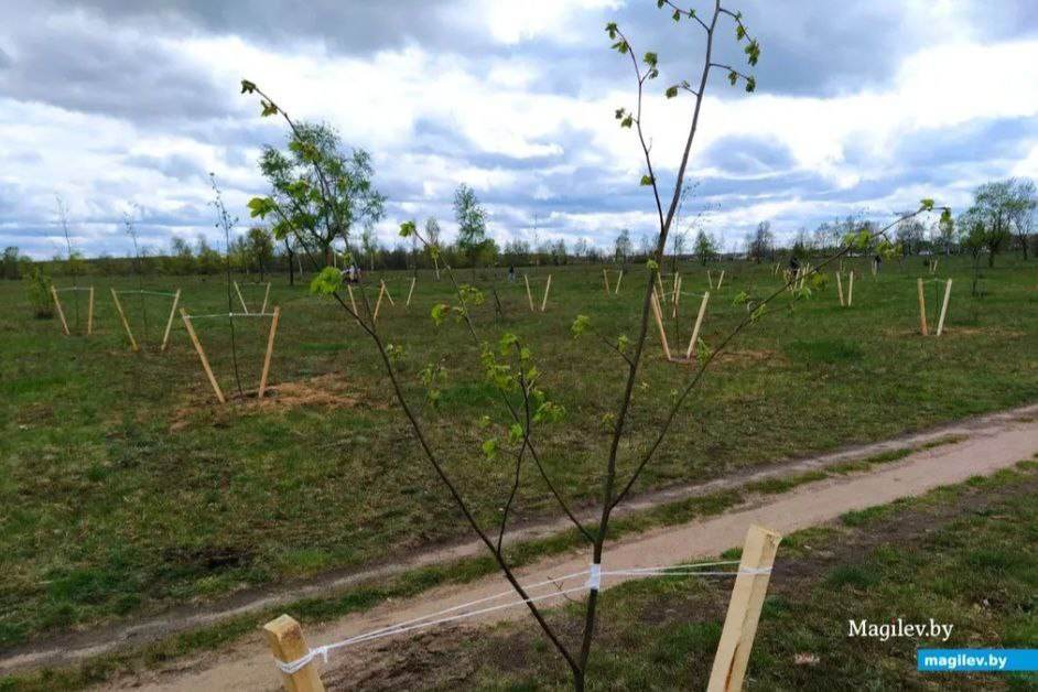 В парке возле Святого озера в Могилеве высаживают деревья и строят площадку для уличных тренажеров