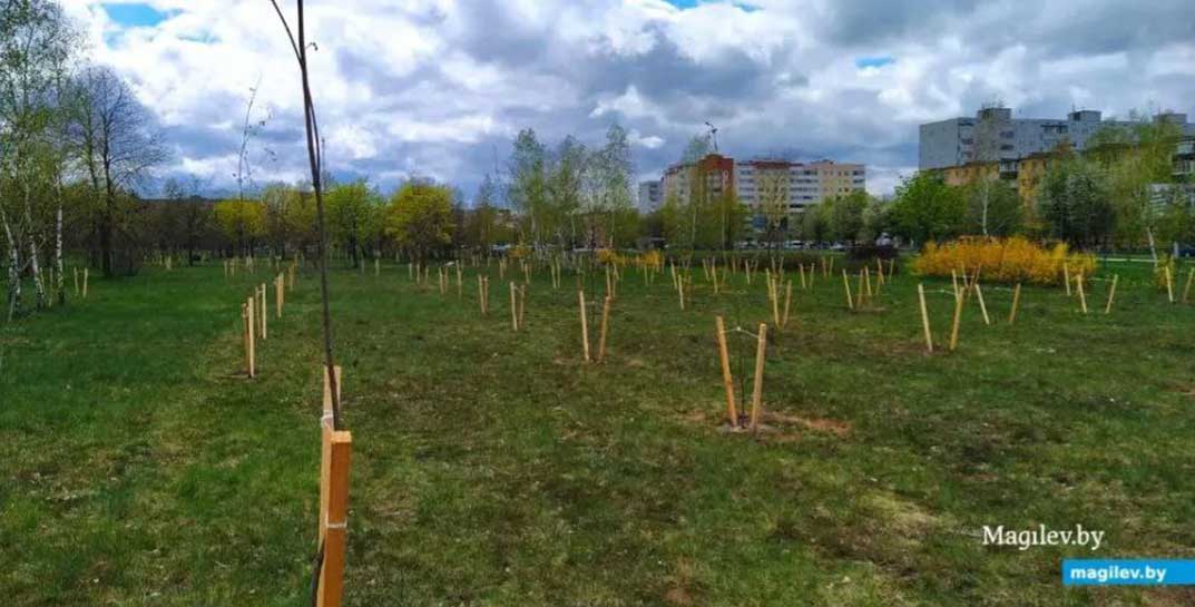 В парке возле Святого озера в Могилеве высаживают деревья и строят площадку для уличных тренажеров