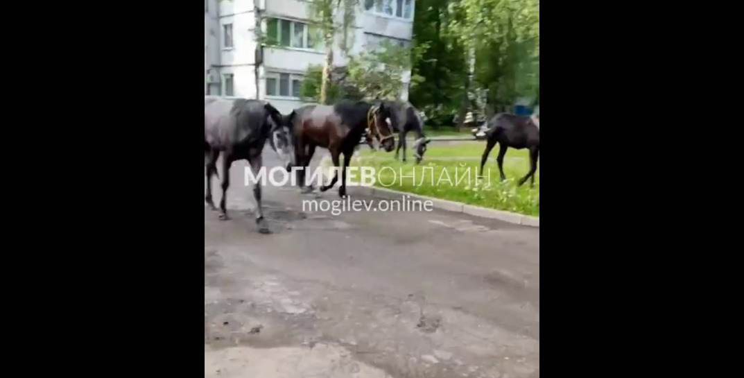 По улицам Могилева продолжают гулять лошади