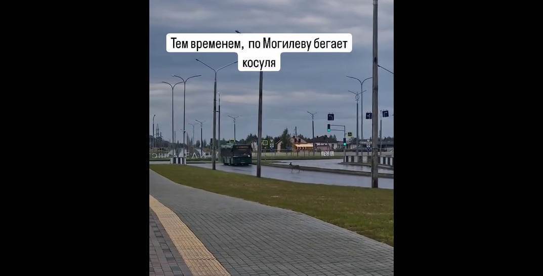 По Могилеву бегала косуля