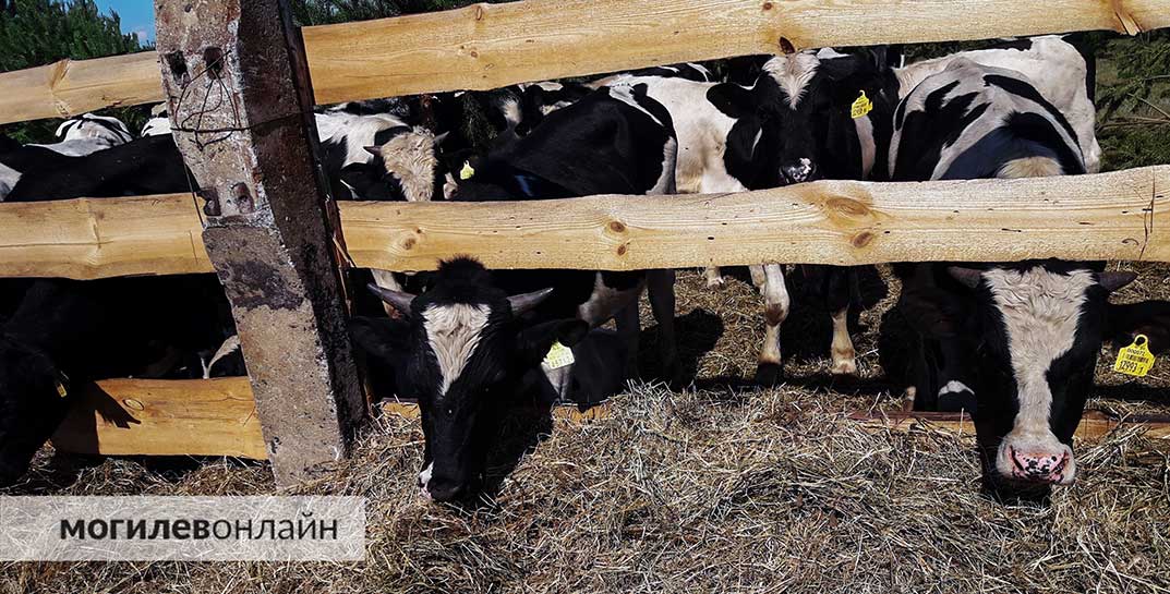 Первый зампредседателя Глусского исполкома скрыл падеж почти 400 коров. А все для того, чтобы создать видимость эффективной работы