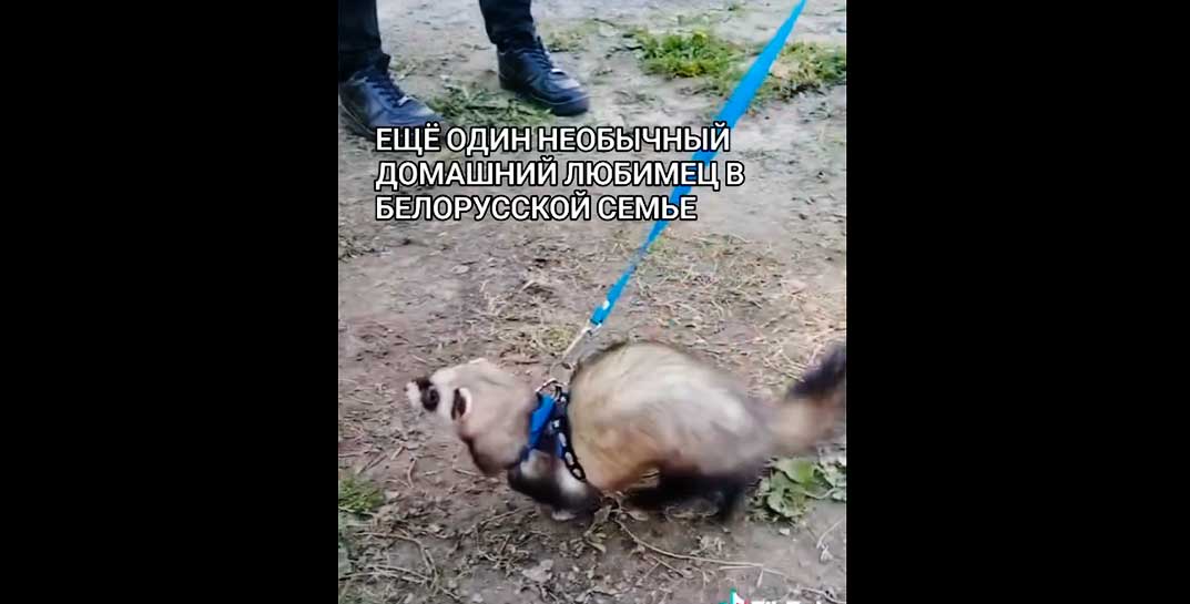 Еще один необычный питомец в Могилеве — знакомьтесь, хорек Чика