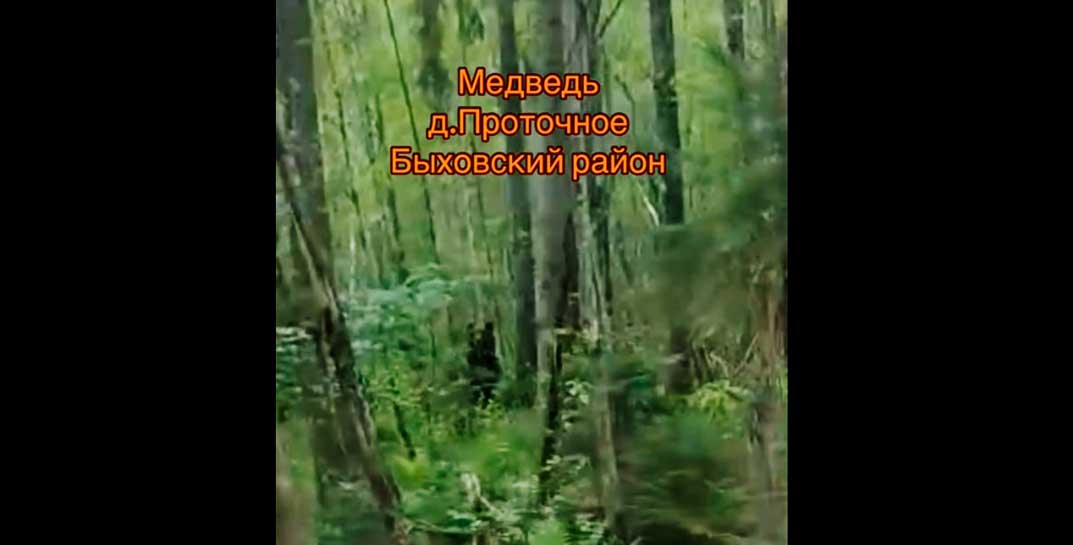 По грибы, по ягоды, а, может, на рыбалку? На Чигиринском водохранилище в лесу разгуливает медведь