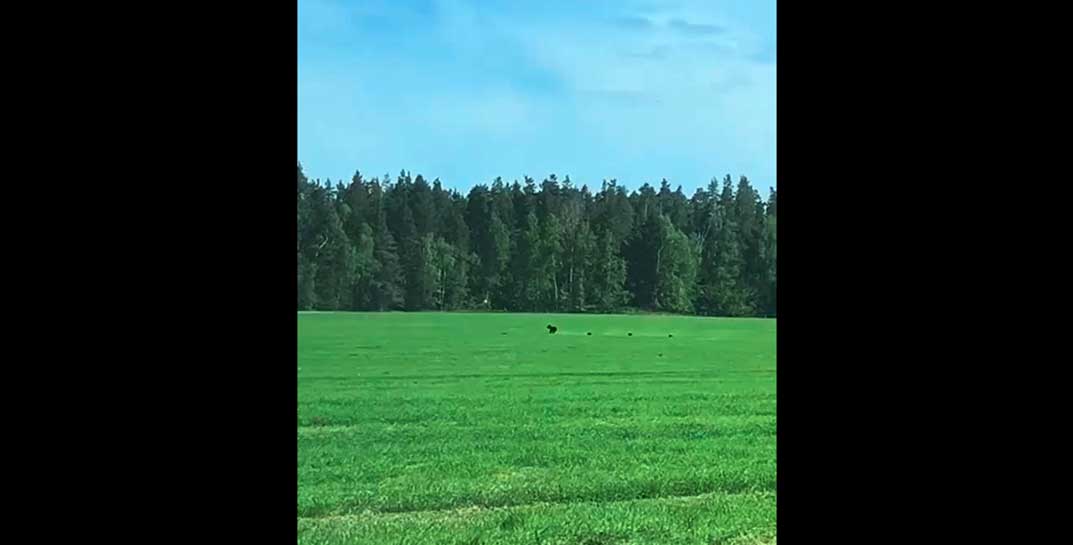 Белорусы засняли на поле под Минском многодетную косолапую мать с медвежатами