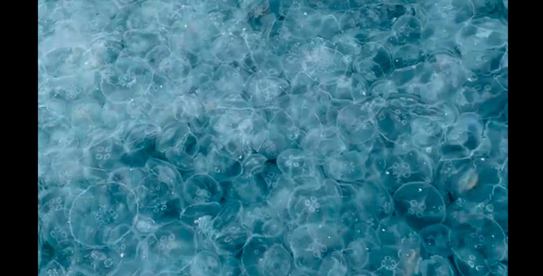 Черное море в Анапе превратилось в кисель из-за нашествия медуз