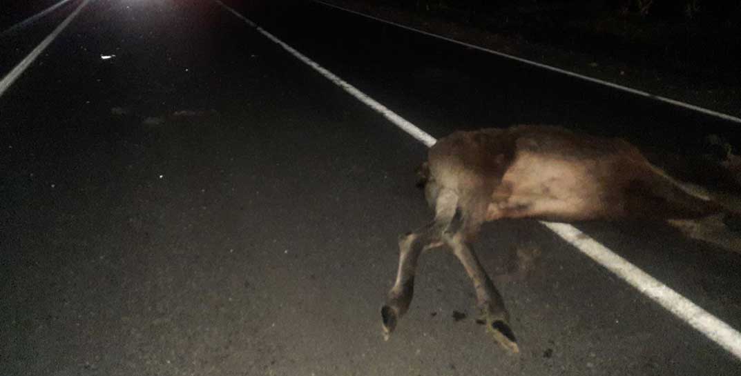 Осторожно, жесткое фото! На трассе Довск-Могилев вчера вечером сбили лося