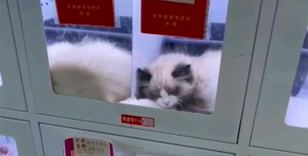 В Китае появились автоматы по продаже живых котят и щенков