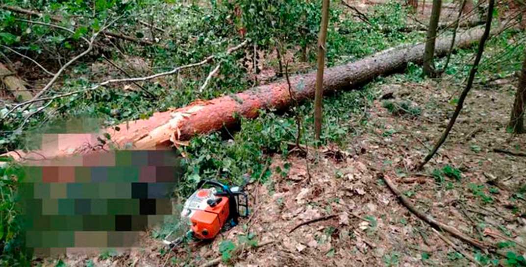 В Свислочском районе погиб вальщик леса. Он работал в наушниках и не услышал, как на него падает дерево