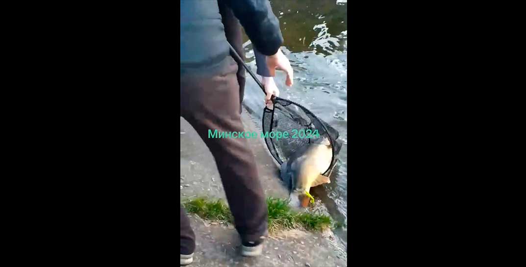 В Минском море поймали огромного карпа. Этот монстр весит… 10 килограмм