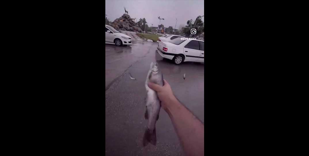 Над иранским городом Ясудж прошел дождь… из рыбы