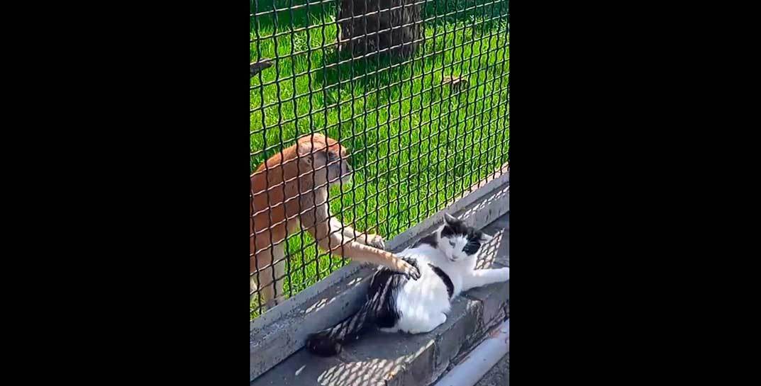 В Гродненском зоопарке работает необычный помощник управляющего. Только посмотрите, как внимательно и деликатно общается с приматами