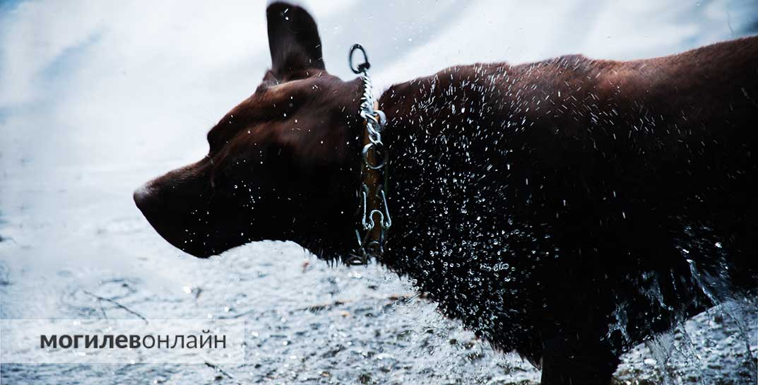 Не хотите ли искупаться? Вода в реках Могилевской области прогрелась до +21