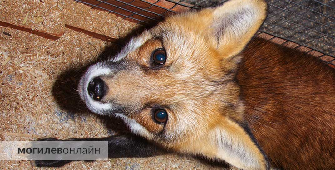 В Могилев приехал «Зверополис» — на выставке можно пообщаться с животными и… уйти без шнурков!