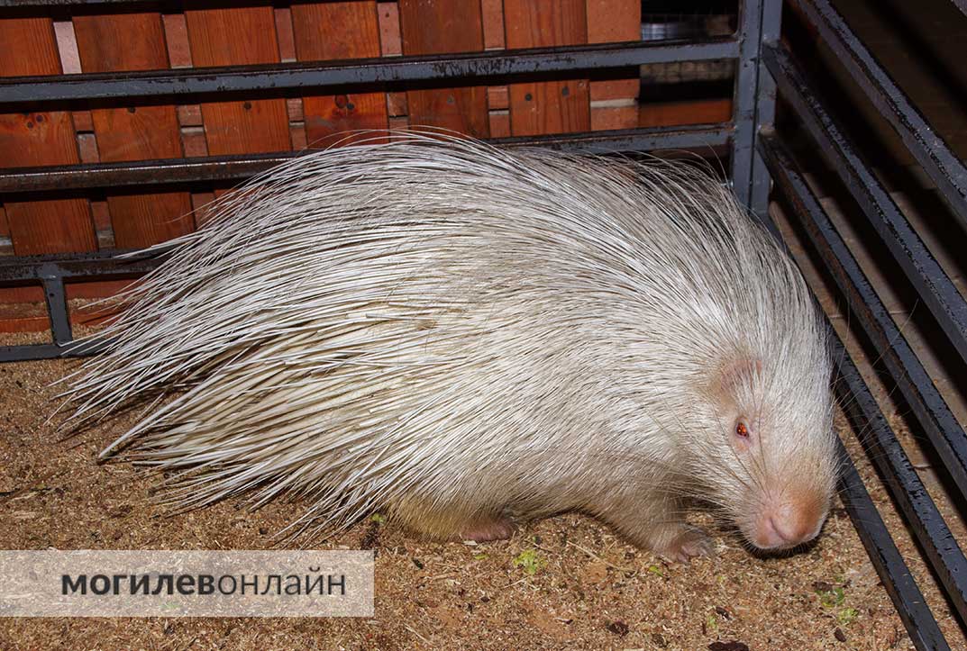 В Могилев приехал «Зверополис» — на выставке можно пообщаться с животными и... уйти без шнурков!