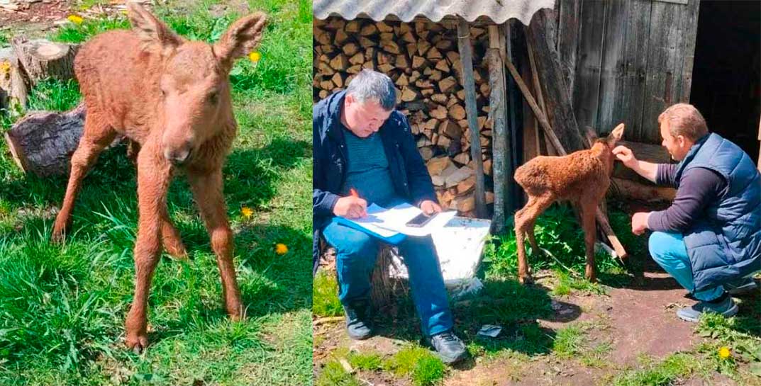 В Витебской области нашли лосенка, которому всего неделя от роду. Посмотрите на этого малыша