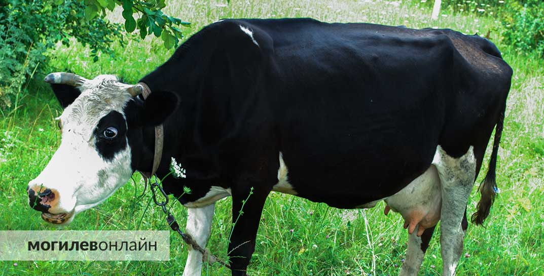 В Могилевском районе зеркало автомобиля выломали… коровы. За «хулиганство» буренок их хозяева «влетели» на 700 рублей