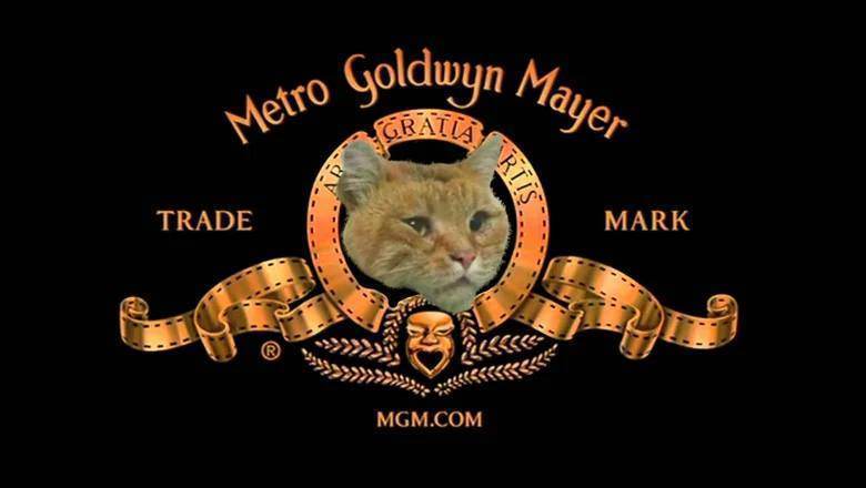 Кот-мем