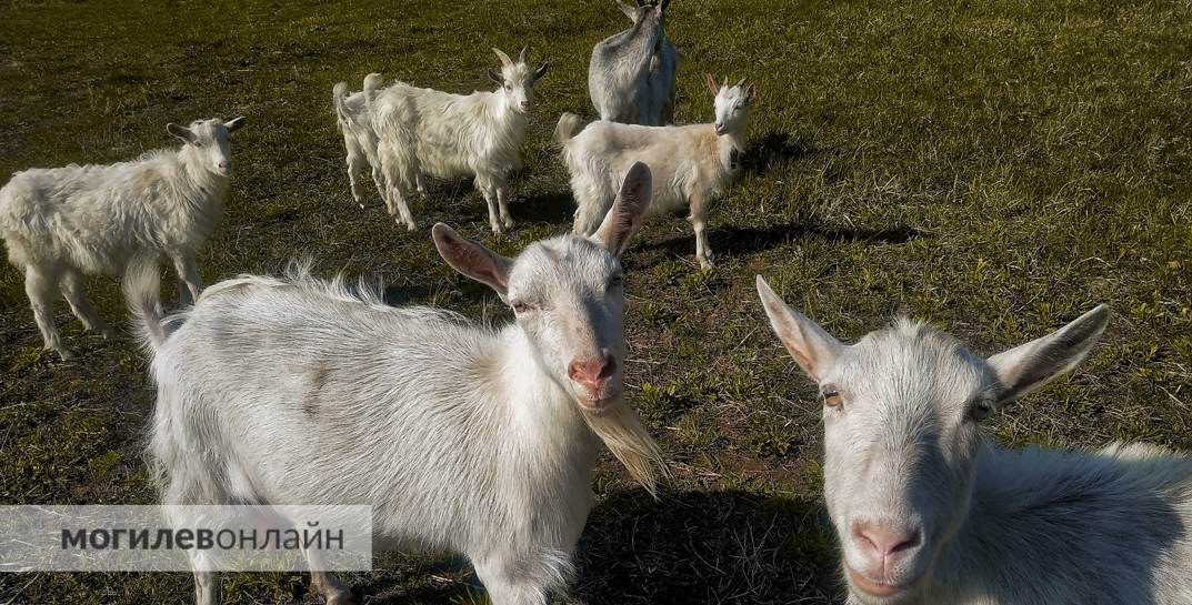 У белорусских ветеринаров существенно вырастут зарплаты