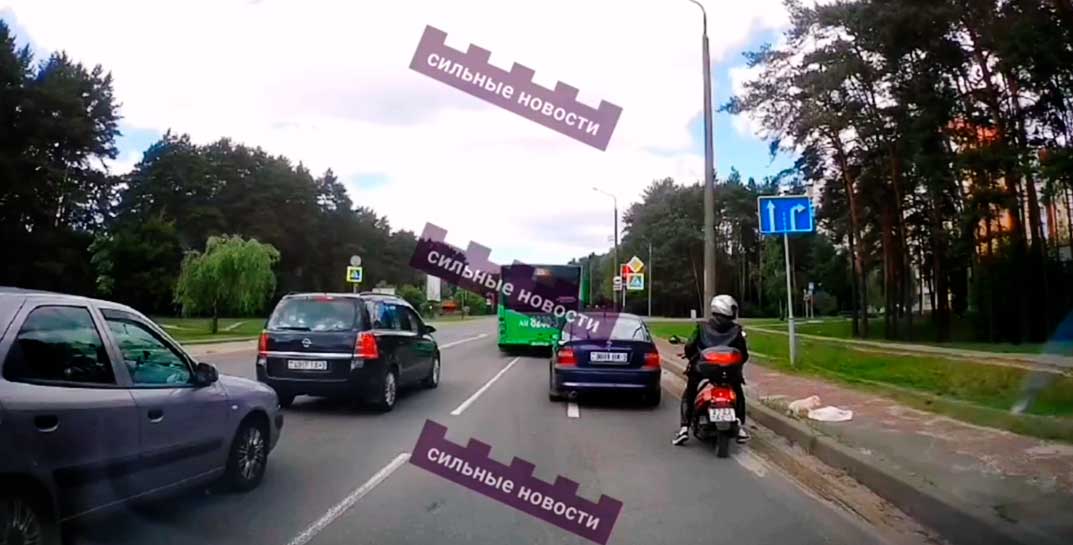 Гомельчанка выбросила щенка из пакета прямо на обочину оживленной дороги — «героиню» уже ищет милиция