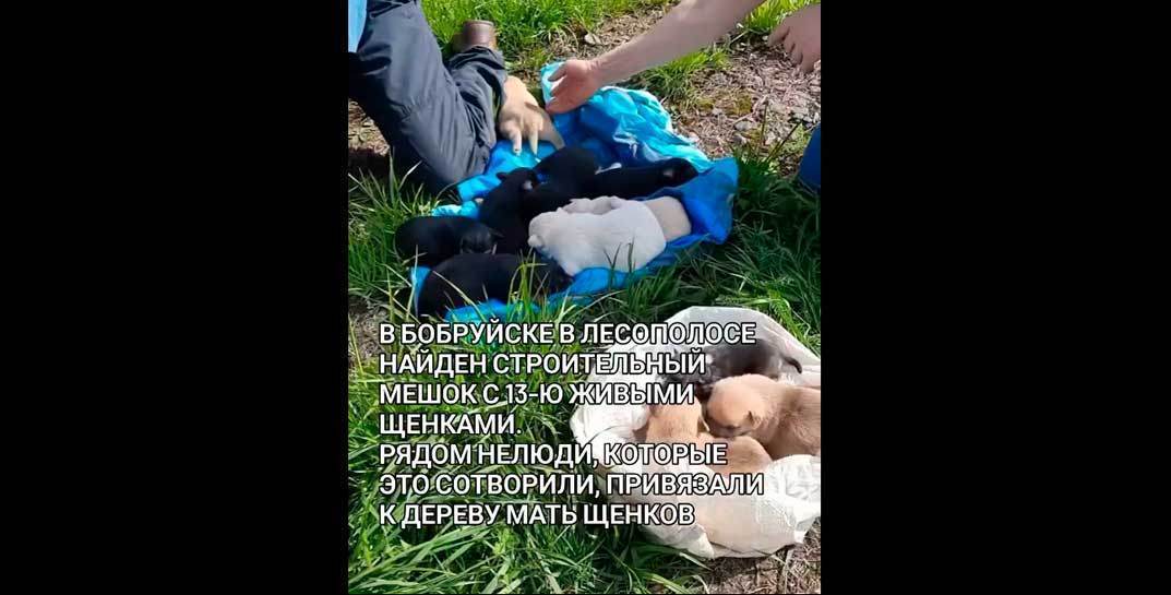 Какой-то дикий сюр: бобруйчане нашли в лесу строительный мешок с 13 щенятами. Мать малышей была бездушно привязана рядом к дереву