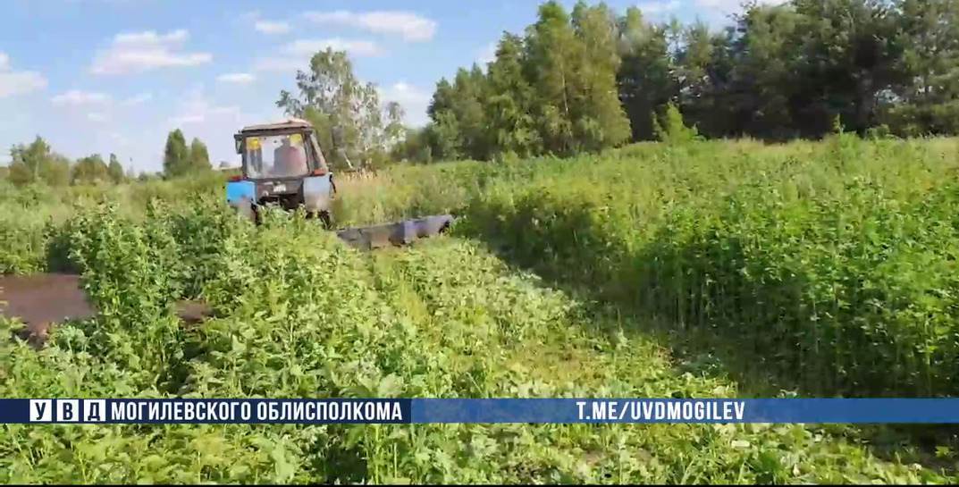 В Глусском районе милиционеры уничтожили тонну дикорастущей конопли