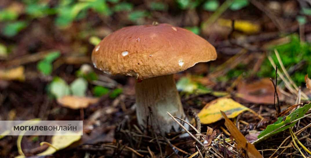 Белорусам разъяснили, кто должен платить налоги за сбор грибов и ягод в лесу