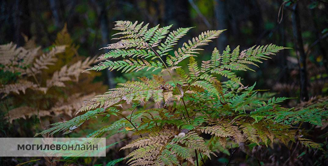 По всей Могилевской области снят запрет на посещение лесов