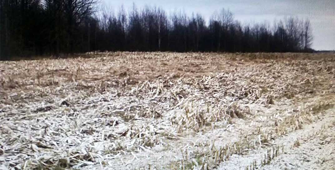 В Хотимском районе директор сельхозпредприятия не успевал выполнить поручение президента по уборке кукурузы и в прямом смысле прямо на поле замял это дело