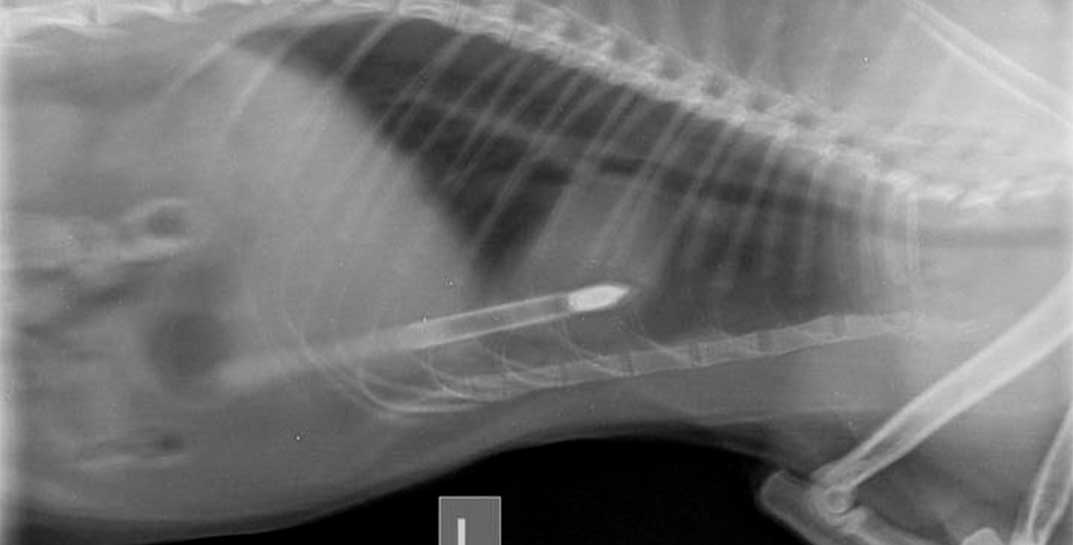 Бедный пушистик… В Жлобине неизвестный подстрелили кота из арбалета