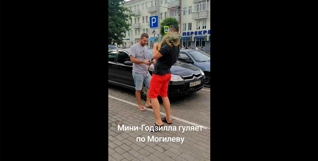 «Сурикаты были. Змеи были. Но игуаны… нет, не было». Мужчина в Могилеве выгуливал мини-Годзиллу на парковке